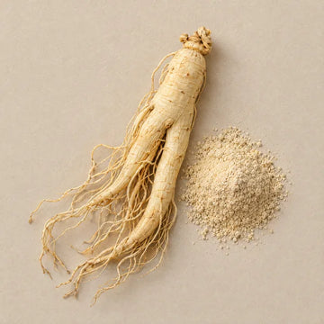 A whole dried ginseng root beside a little ginseng powder on pale stone