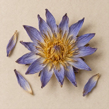 A dried blue lotus flower and loose petals on pale stone